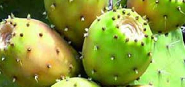 prickly pear seed oil