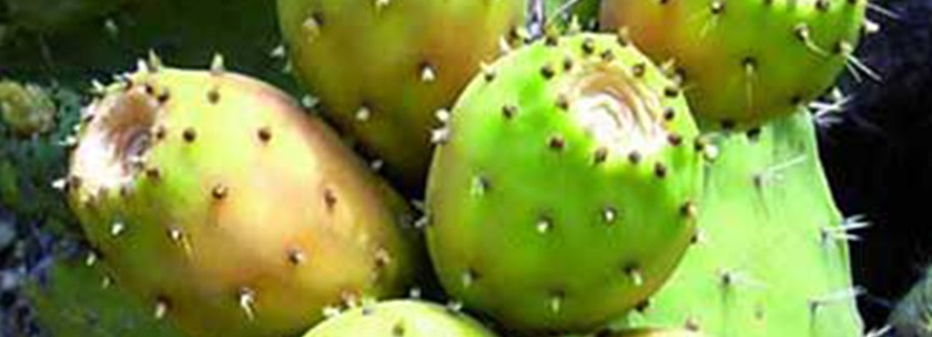 prickly pear seed oil