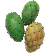 Prickly Pear Seed Oil